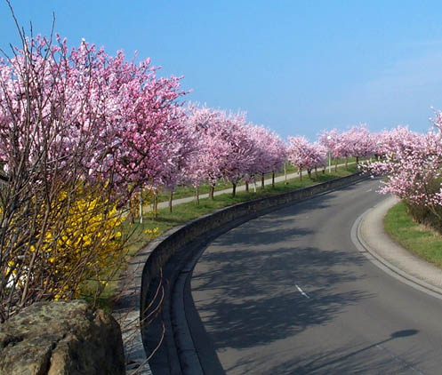 gimmeldinger mandelblüte